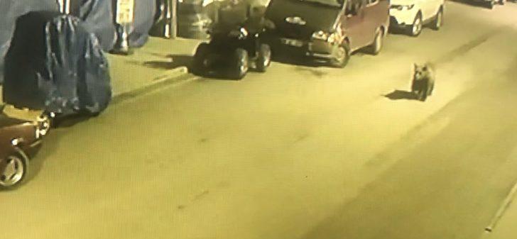 Artvin'de sokaklarda dolaşan boz ayı ilçenin maskotu oldu G5