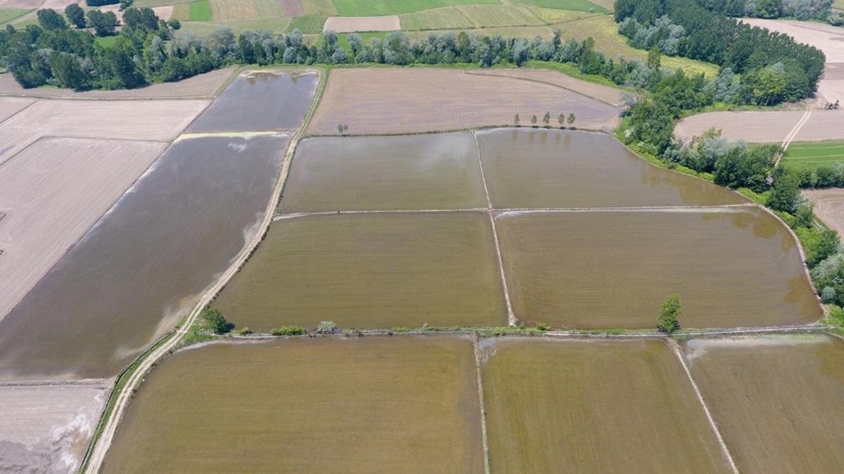 T&uuml;rkiye&rsquo;nin en kuzeyi Sinop&rsquo;ta &ccedil;eltik ekimi başladı