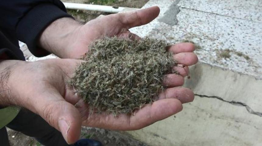 Büyükçekmece'de 'kronomid' istilası yaşanıyor