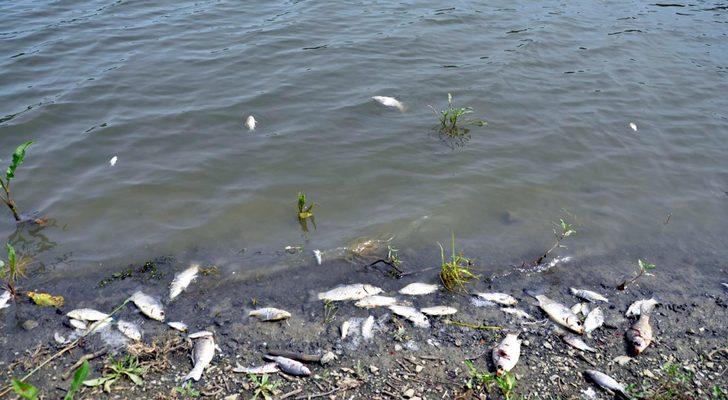 Tekirdağ'ın Çokal Barajı'nda binlerce balık kıyıya vurdu G3