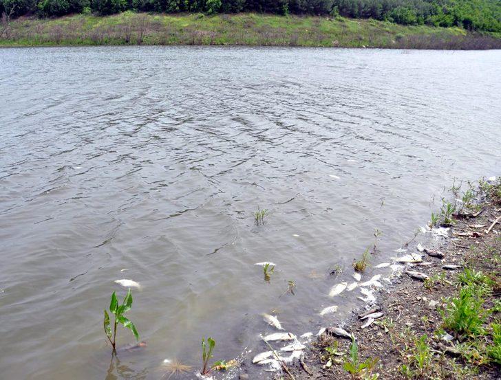 Tekirdağ'ın Çokal Barajı'nda binlerce balık kıyıya vurdu G4