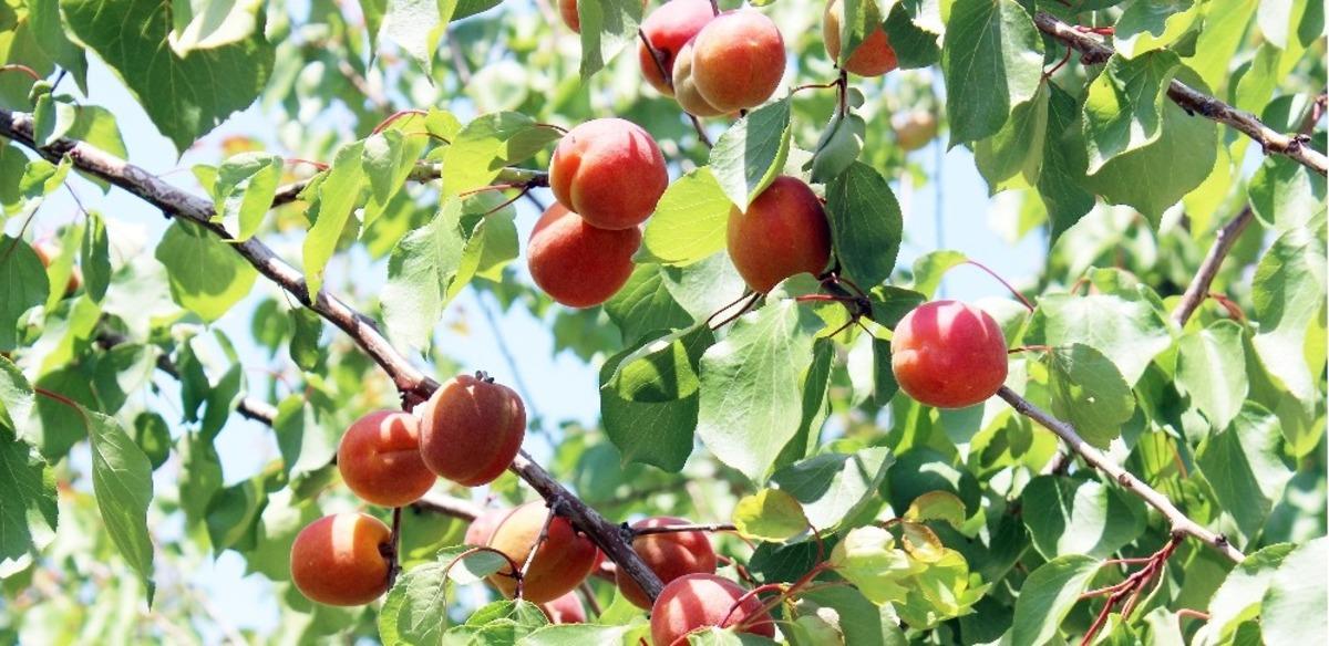Zeytine alternatif &uuml;rettiği kayısının y&uuml;zde 85&rsquo;ini ihra&ccedil; ediyor