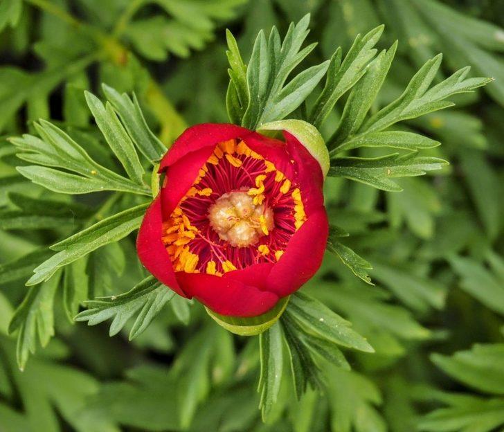 Bu çiçeği koparan yandı G1