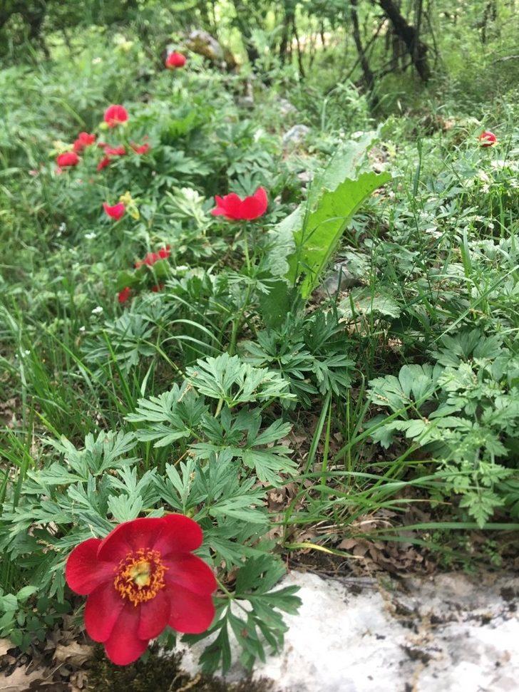 Bu çiçeği koparan yandı G2