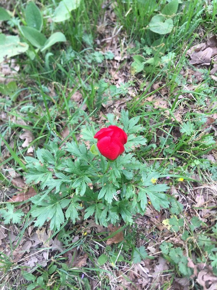 Bu çiçeği koparan yandı G3