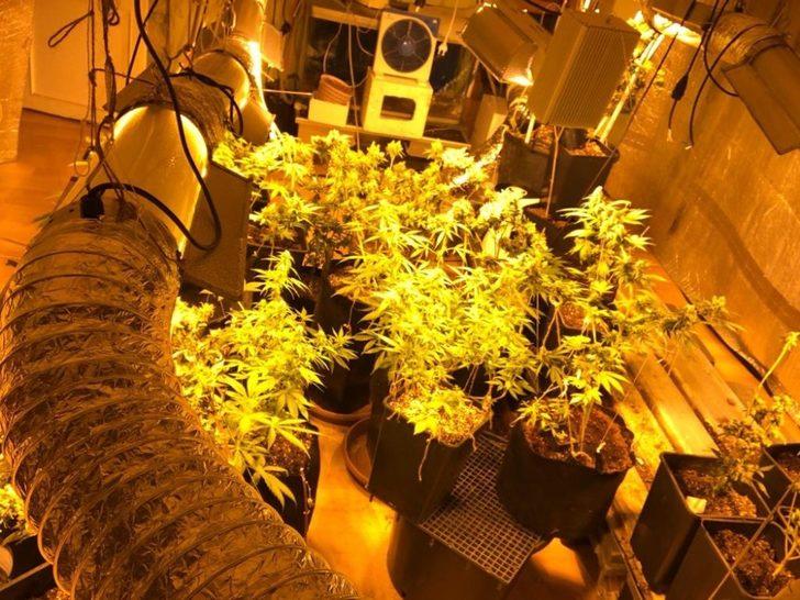 Evini uyuşturucu tarlasına çeviren zanlı suçüstü yakalandı G5