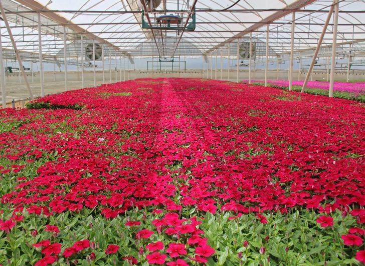 Büyükşehir’in serası kenti süslüyor G1