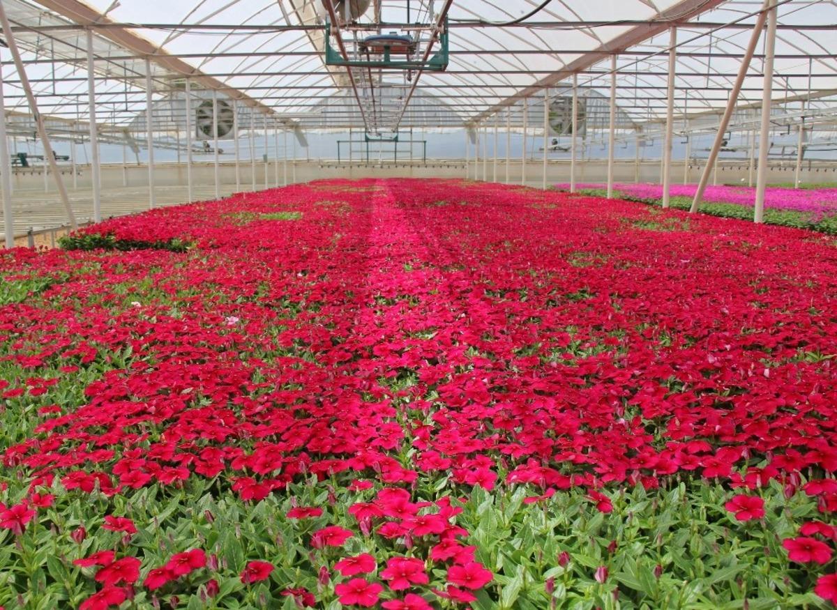 B&uuml;y&uuml;kşehir&rsquo;in serası kenti s&uuml;sl&uuml;yor