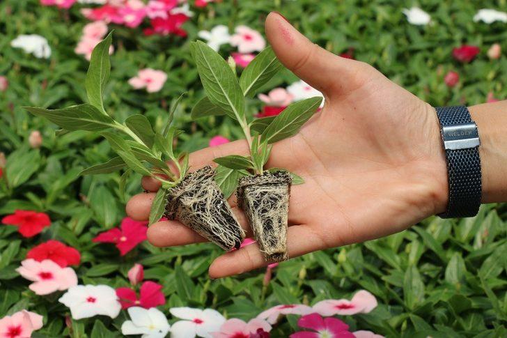 Büyükşehir’in serası kenti süslüyor G2