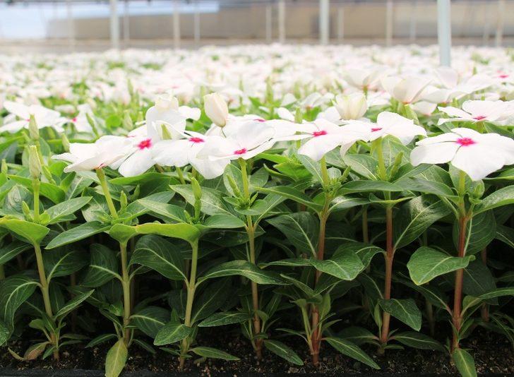 Büyükşehir’in serası kenti süslüyor G4