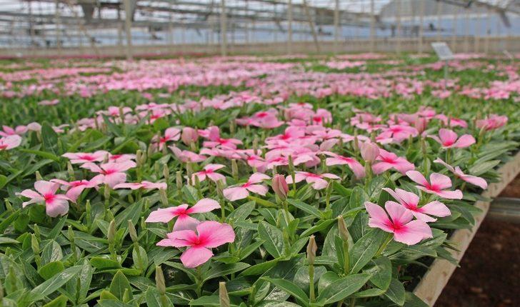 Büyükşehir’in serası kenti süslüyor G5