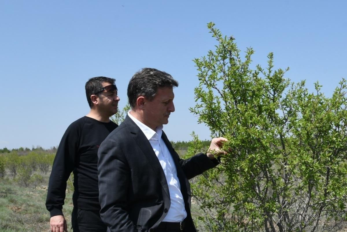 G&uuml;rleyikte y&uuml;zde 80 başarı