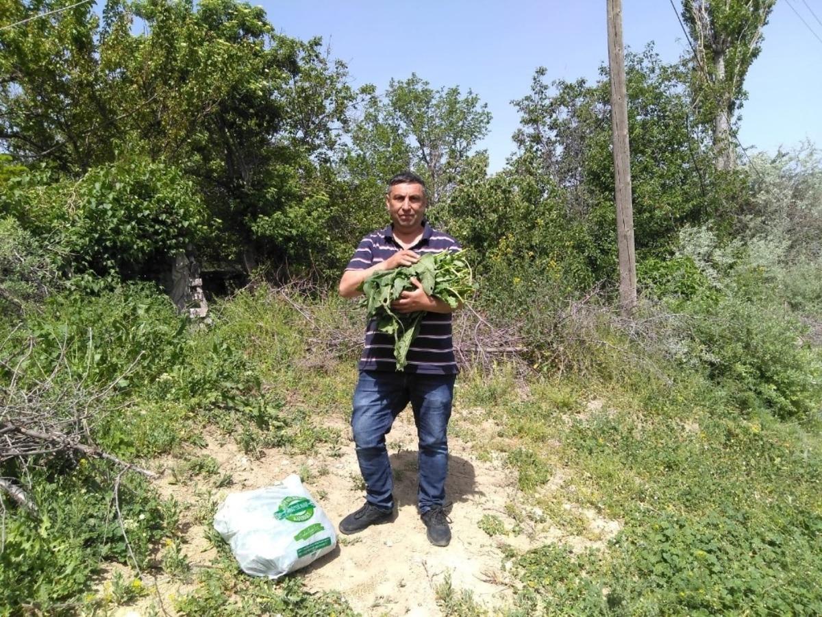 Doğada kendiliğinden yetişen efelik otu sofraların vazge&ccedil;ilmezi oldu