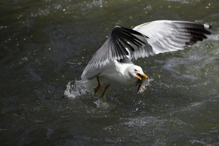 Van Valisi Bilmez balıkların göçünü izledi G1