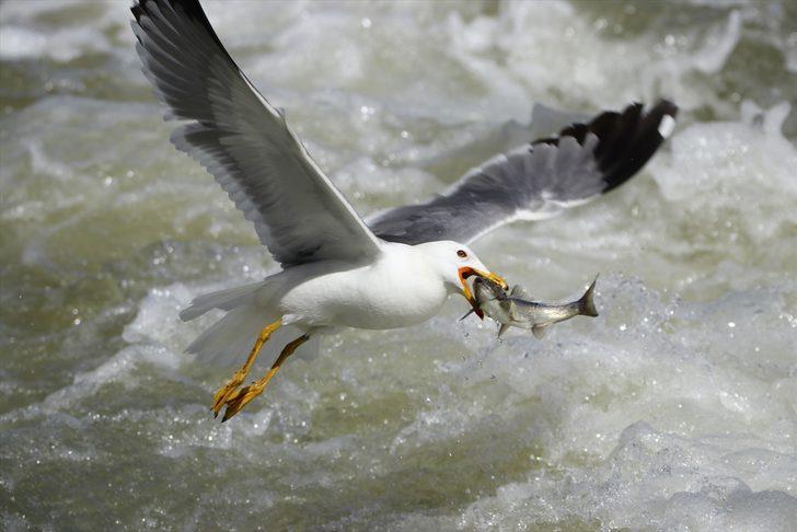 Van Valisi Bilmez balıkların göçünü izledi G2