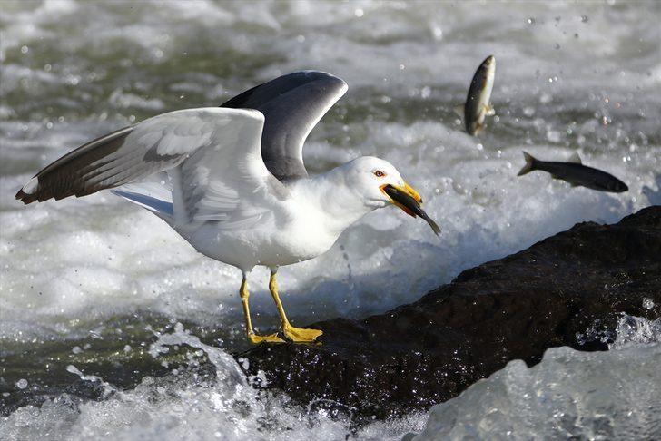 Van Valisi Bilmez balıkların göçünü izledi G3