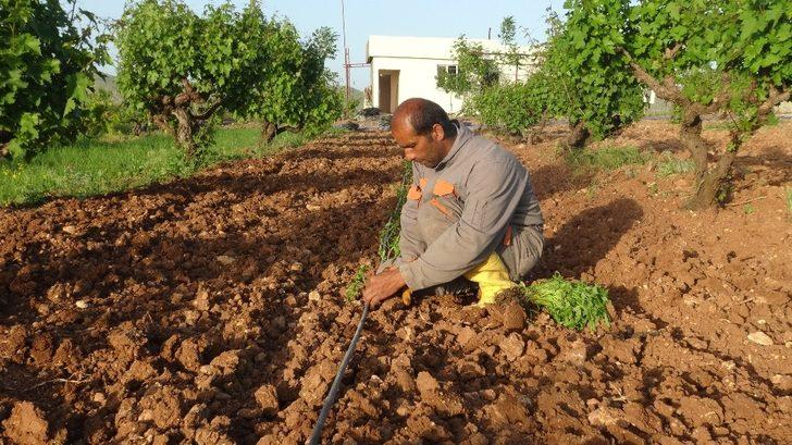 Gercüşlü çiftçiler korona virüse rağmen üretime devam ediyor G1