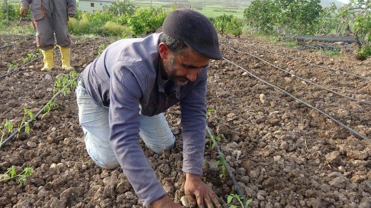 Gercüşlü çiftçiler korona virüse rağmen üretime devam ediyor G2