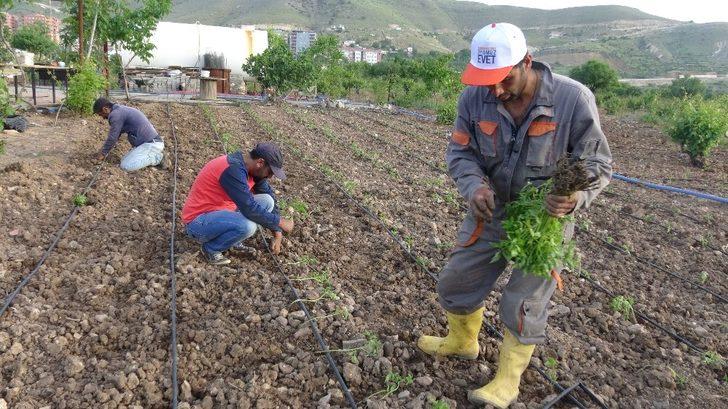 Gercüşlü çiftçiler korona virüse rağmen üretime devam ediyor G3