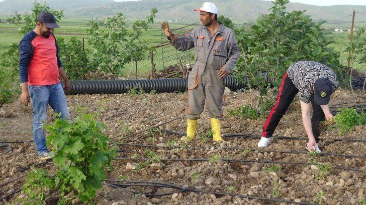 Gercüşlü çiftçiler korona virüse rağmen üretime devam ediyor G4