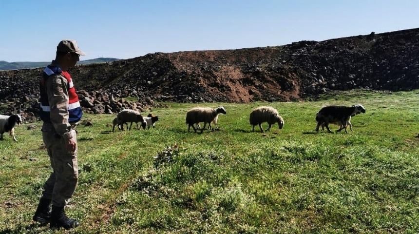 Elazığ’da kayıp koyunlar 9 saat sonra bulundu