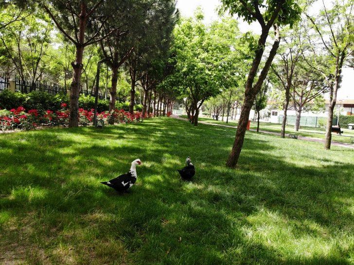 Atatürk Kent Parkı vatandaşları çiçeklerle karşılayacak G3