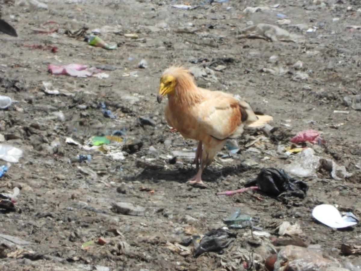 Tunceli&rsquo;de ilk defa Mısır Akbabaları g&ouml;r&uuml;ld&uuml;