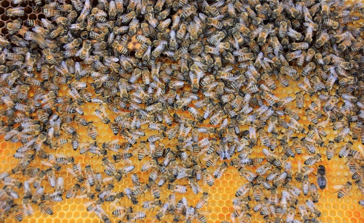 Hakkari'de binbir &ccedil;eşit &ccedil;i&ccedil;ekten &uuml;retilen bal mesaisi başladı