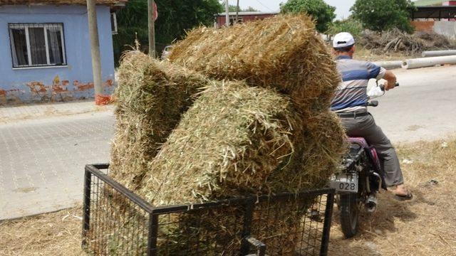 Germencik Belediyesi’nden üreticilere yonca desteği