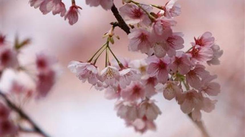 Sakura nedir? "&Ccedil;am ve Sakura" hastanesindeki Sakura ne demek? 