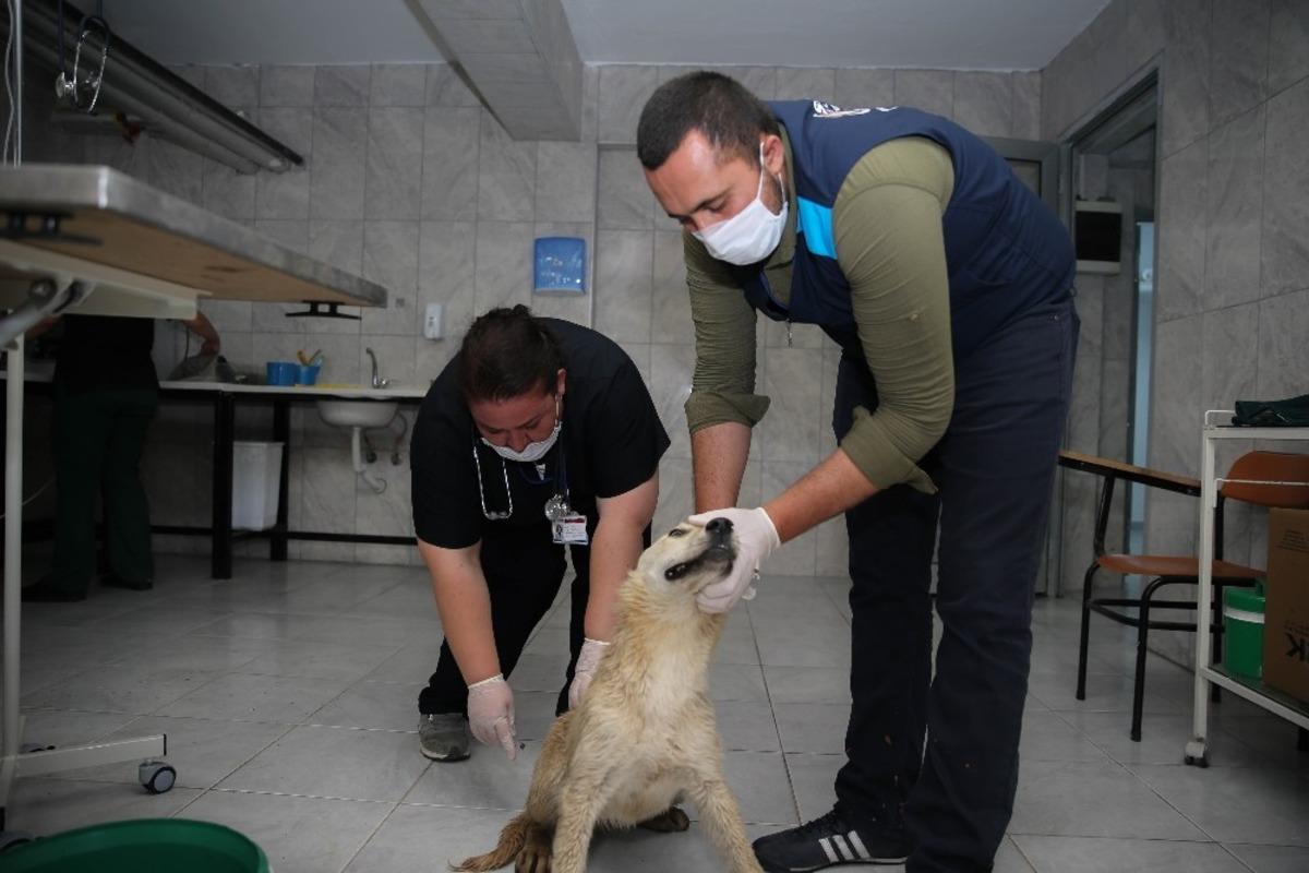 Sincan&rsquo;da 20 g&uuml;nde 100 k&ouml;pek kısırlaştırıldı