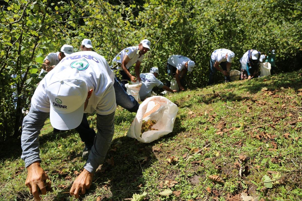 &Ccedil;aydan sonra fındık i&ccedil;in de iş&ccedil;i endişesi başladı