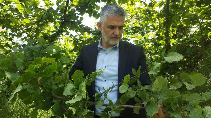 Çaydan sonra fındık için de işçi endişesi başladı G3