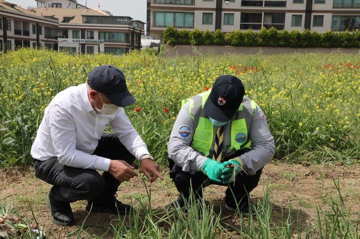 Engel tanımayan izciler meyve ve sebze yetiştirmeye başladı G3