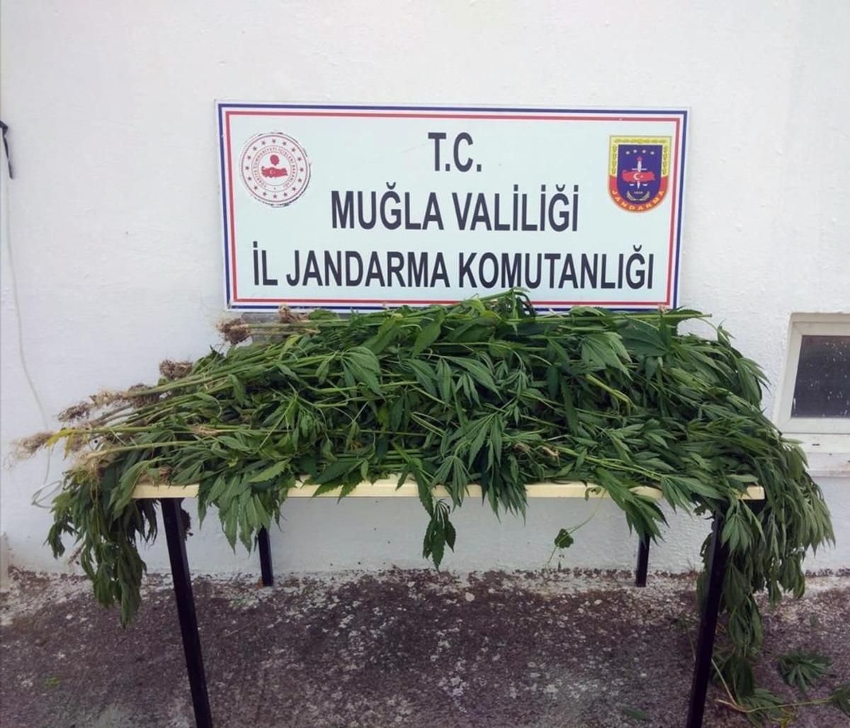Tarlasına &uuml;r&uuml;n yerine kenevir ekti