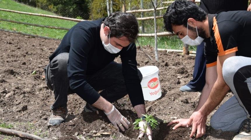 Kaymakam Mete, Al K&ouml;y&uuml;nde sebze fidesi dikimine katıldı