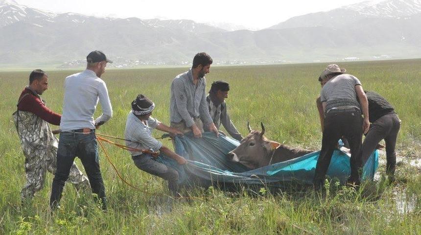 İneğinin başından 2 gece ayrılmayan Atasoy'a bir yardım eli de Ağrı'dan!