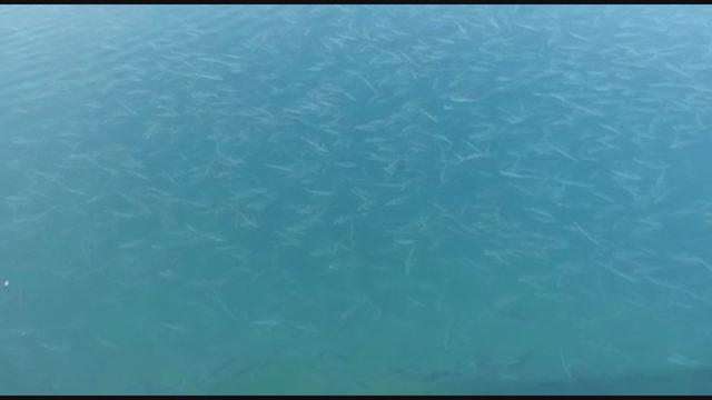 Boğaz'da binlerce balık kıyıya kadar geldi