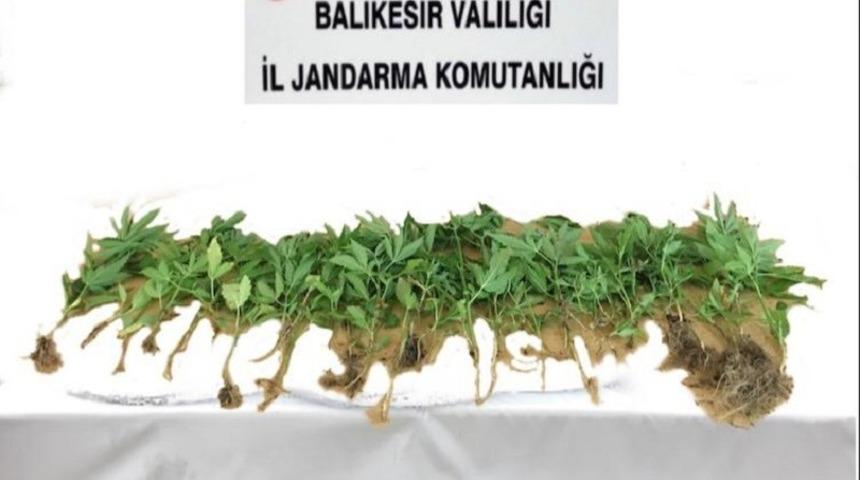 Jandarmadan kenevir bahçesine operasyon