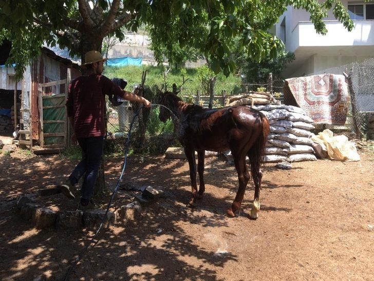 Hayvanlarını sıcaklardan yıkayarak koruyorlar G1