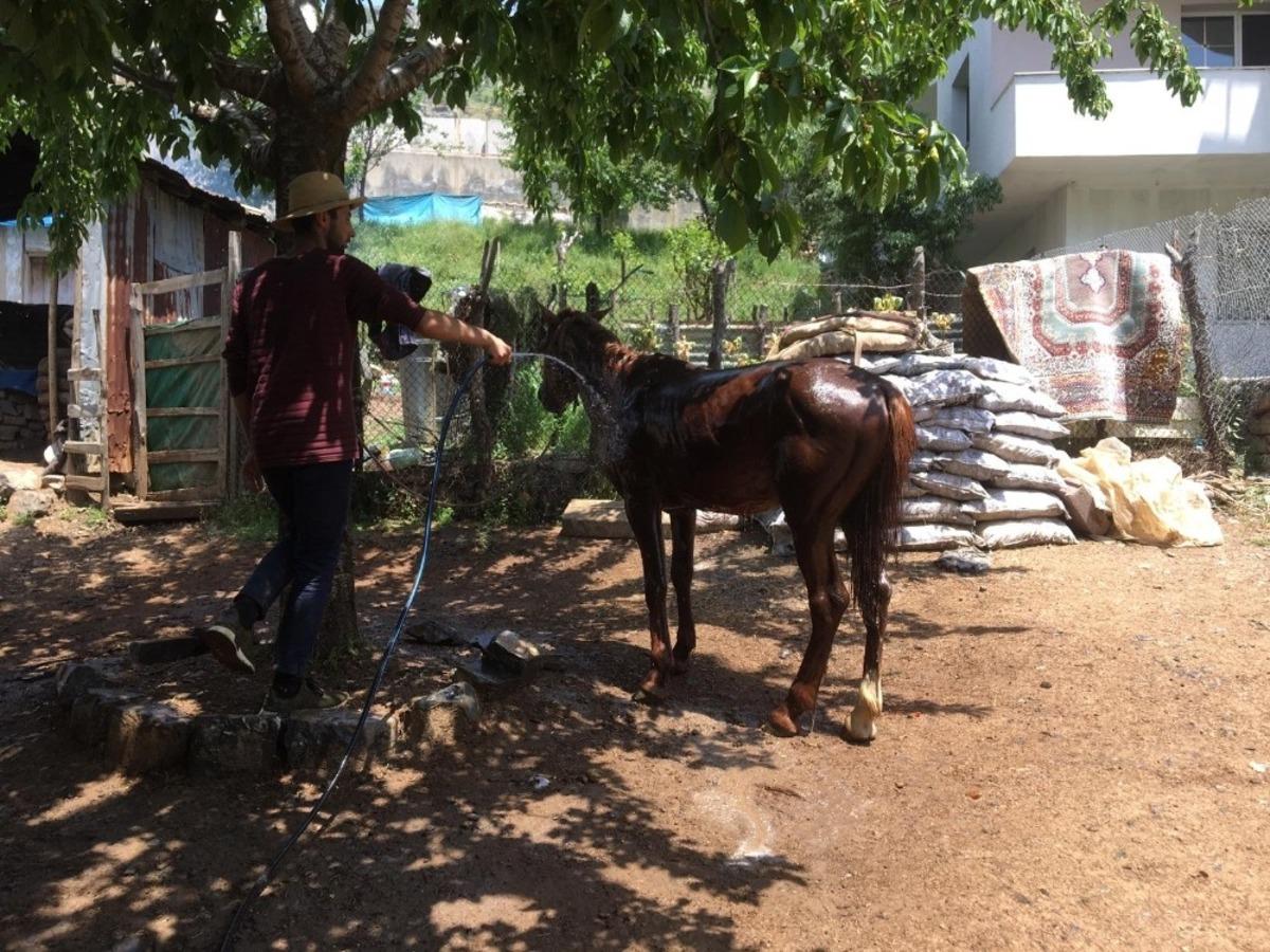 Hayvanlarını sıcaklardan yıkayarak koruyorlar