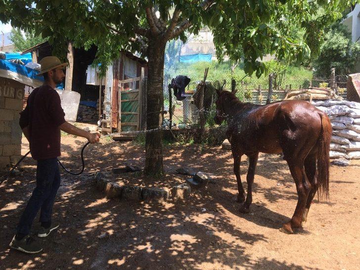 Hayvanlarını sıcaklardan yıkayarak koruyorlar G2