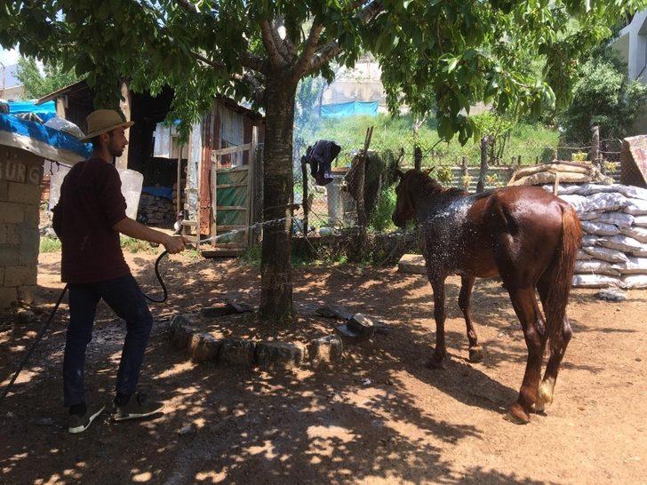 Hayvanlarını sıcaklardan yıkayarak koruyorlar G3