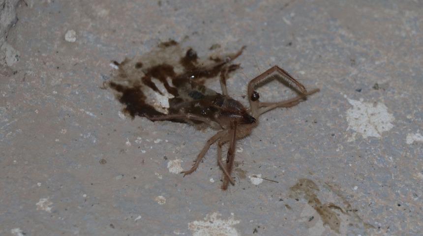 Kayseri'de, 'sarıkız' cinsi &ouml;r&uuml;mcek tedirginliği