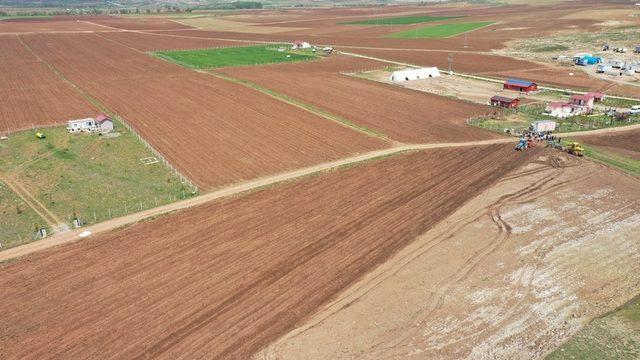 Sivas’ta Mor Patates’in Ekimi Yapıldı