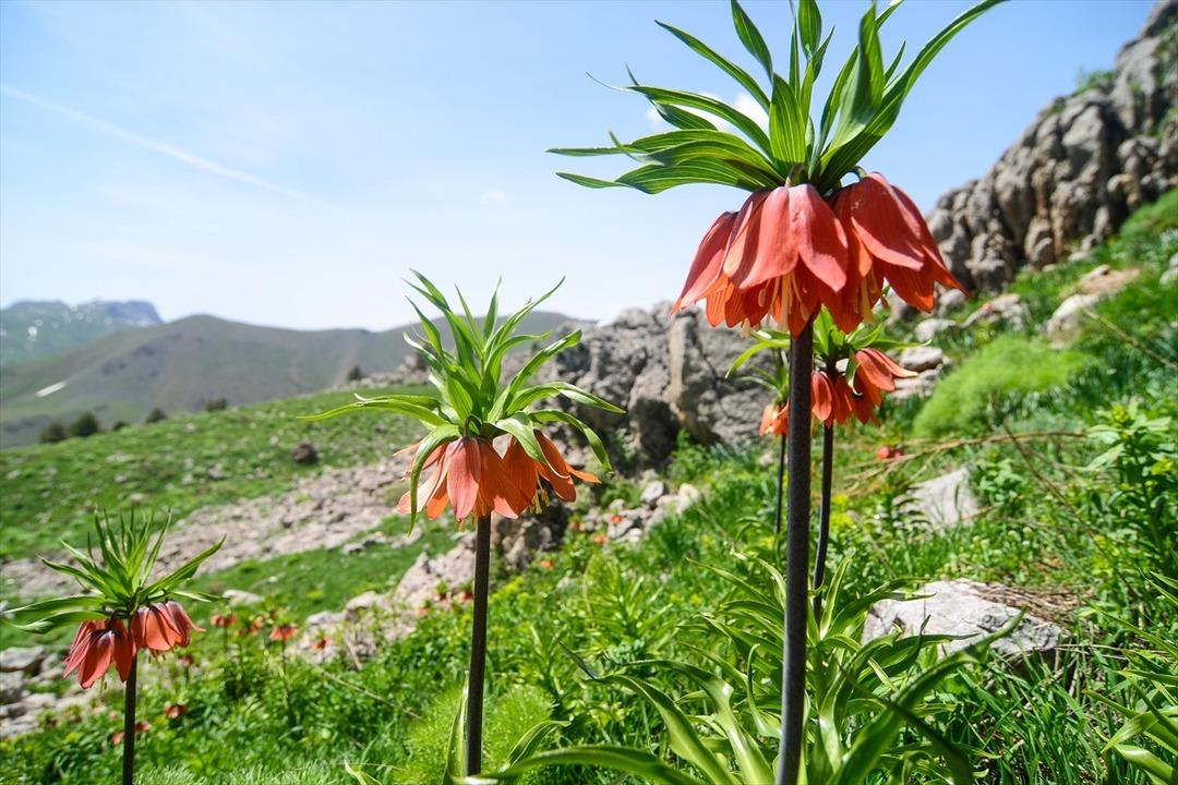 Mercan Dağları'nın h&uuml;z&uuml;n &ccedil;i&ccedil;eği! Ters laleler g&ouml;rsel ş&ouml;len sunuyor