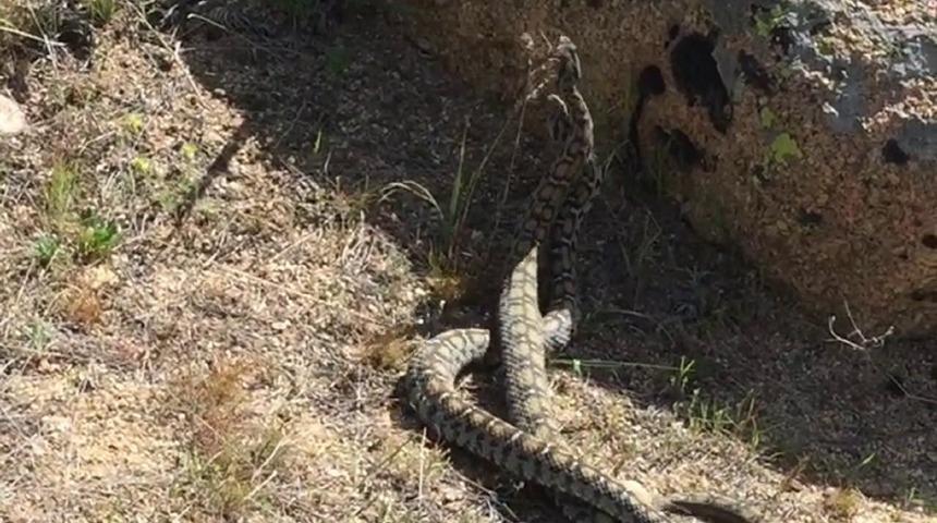 Nadir g&ouml;r&uuml;len yılanların dansı g&ouml;r&uuml;nt&uuml;lendi