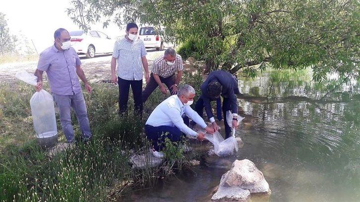 Malatya’da göletlere 50 bin balık bırakıldı G1