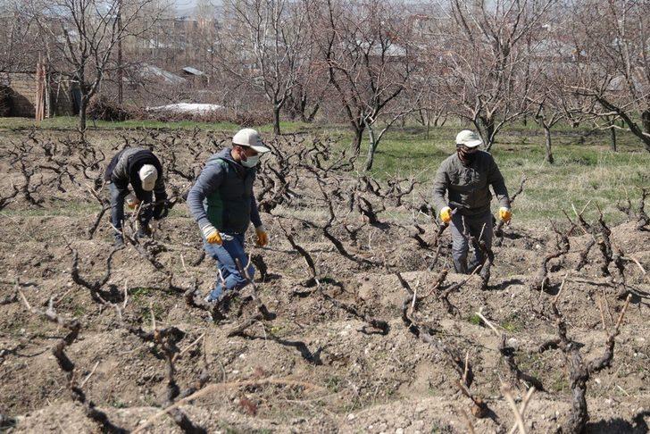 3 bin yıllık Erciş üzümünü yaygınlaştırma çalışması G1