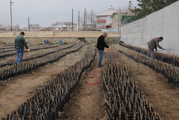 3 bin yıllık Erciş üzümünü yaygınlaştırma çalışması G2